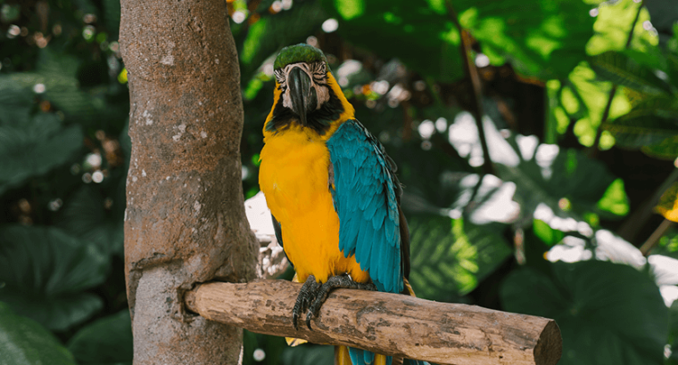 Macaw female with DNA