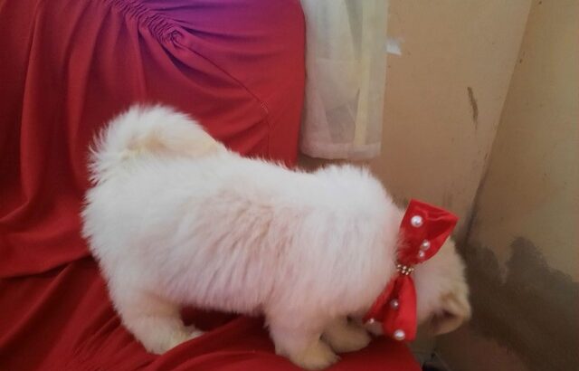 Vendo filhotes de shih tzu