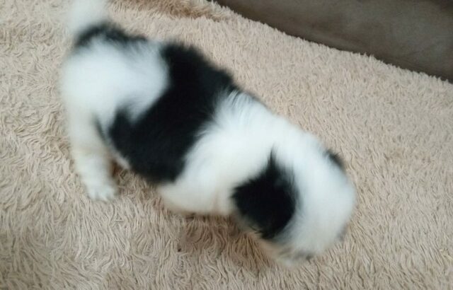 Vendo filhotes de shih tzu