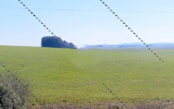 Fazenda para soja e pecuária